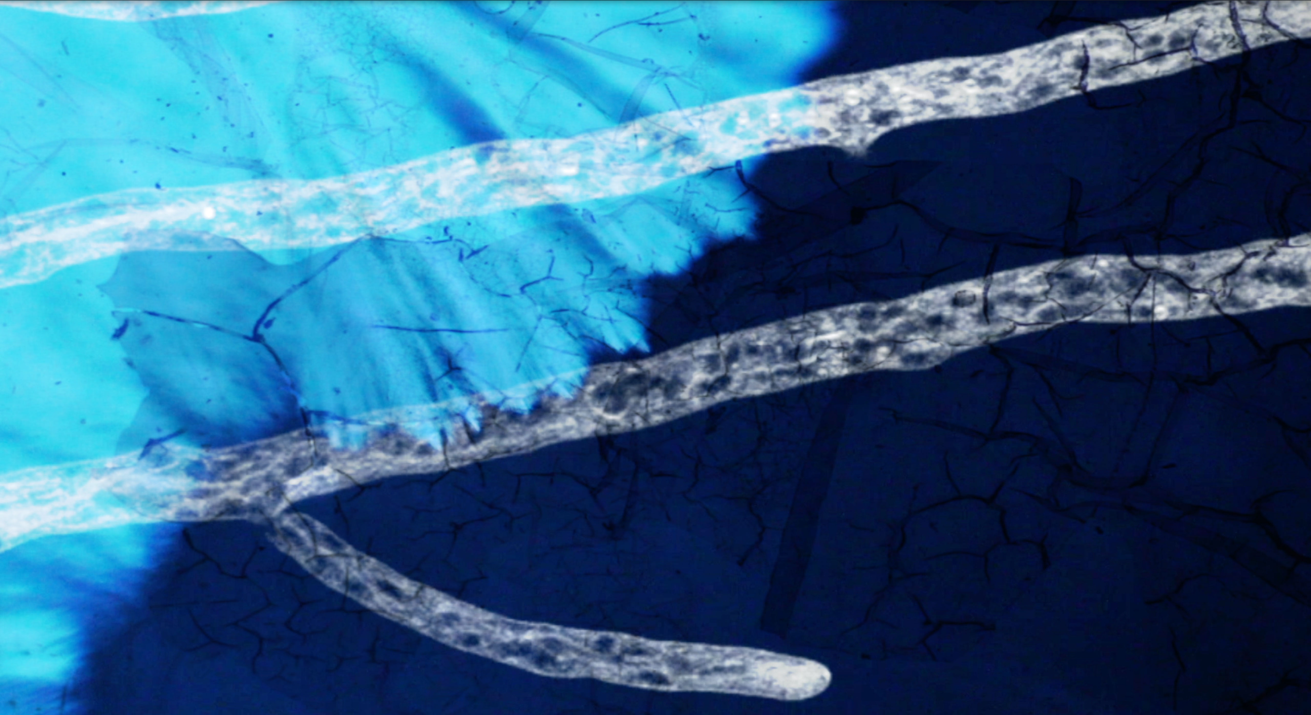 Maarja Nuut ' A FEAST' - HART OF THE WOOD VISUAL