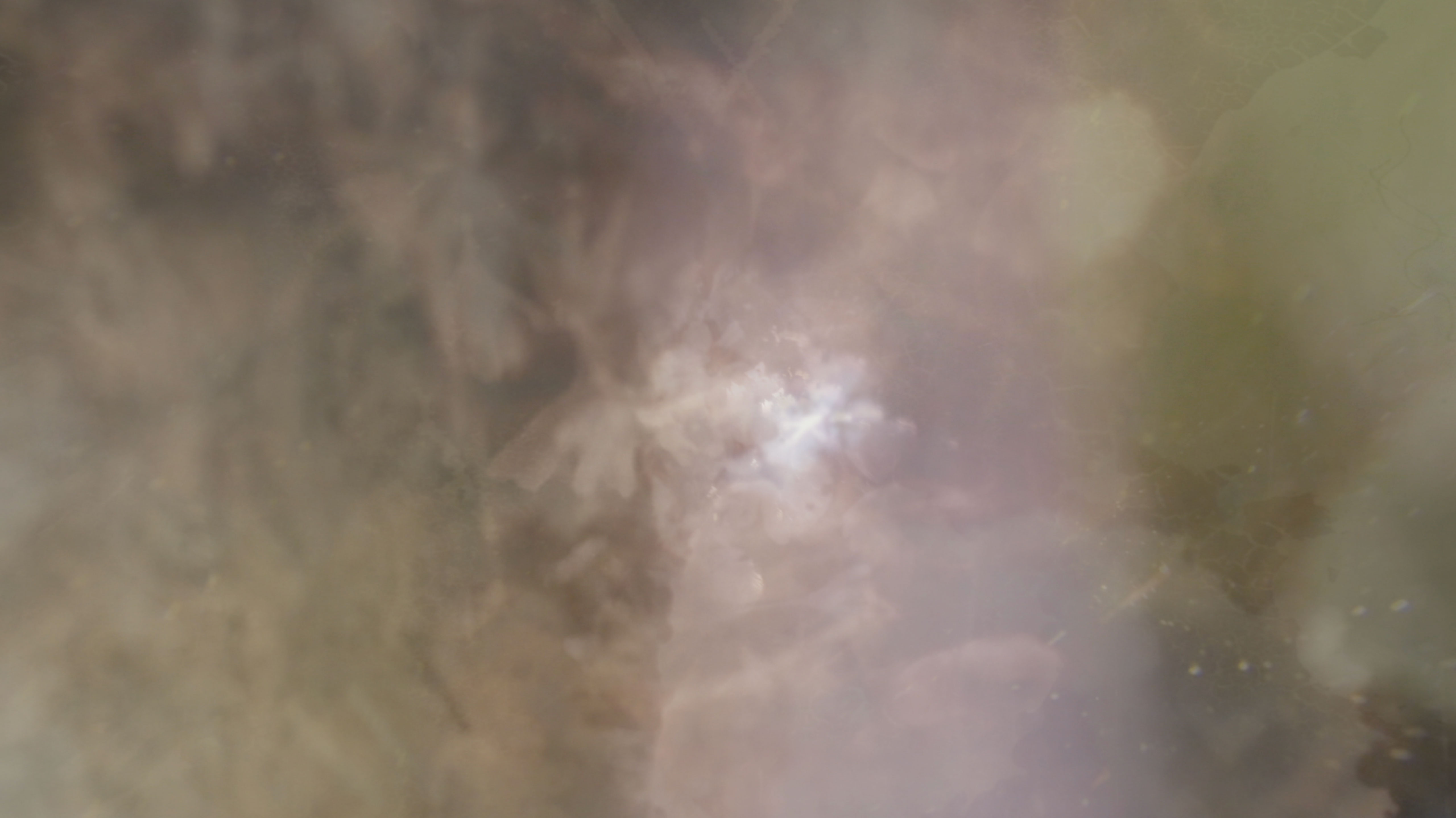 Maarja Nuut ' A FEAST' - HART OF THE WOOD VISUAL